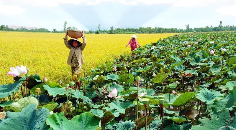 long an có gì chơi