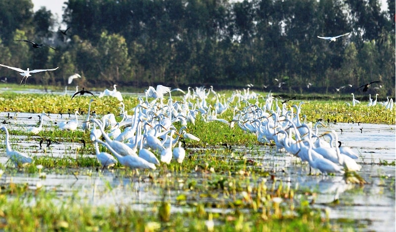 long an có gì chơi